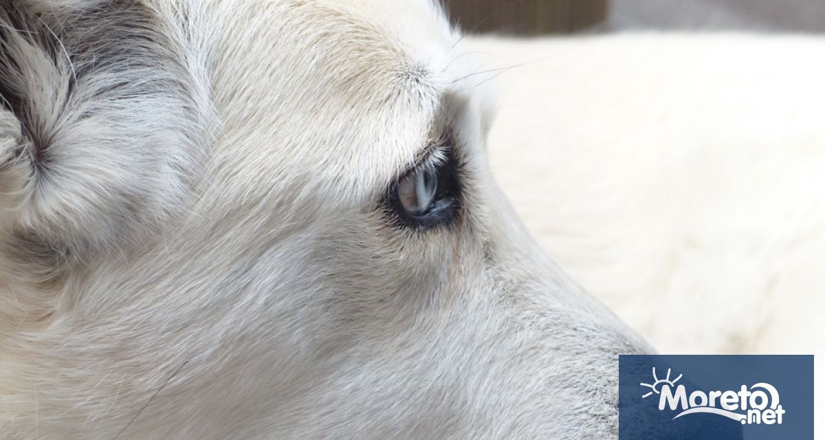 Липса на подходящи кандидати за преброители бави процеса по преброяване