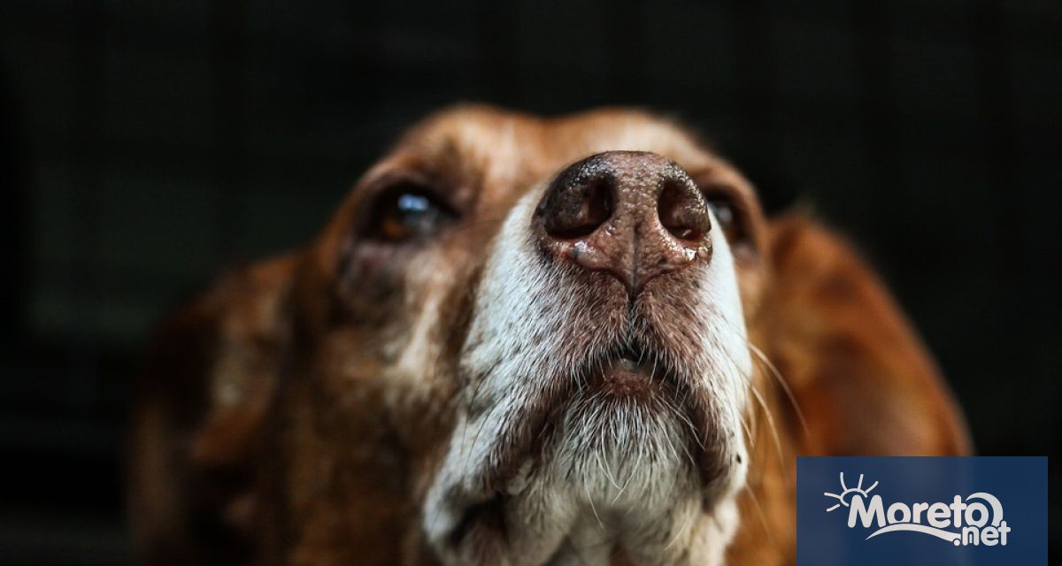 61 годишен мъж заплаши с нож непозната жена която разхождала кучето