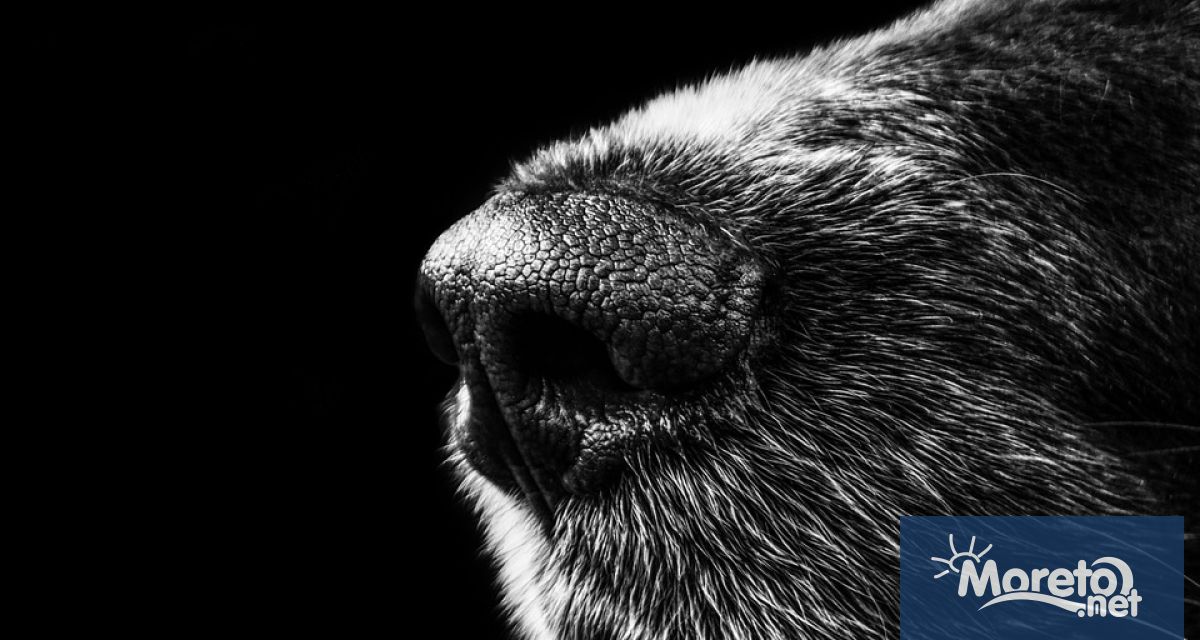 57 годишен мъж от Чирпан беше осъден за проява на жестокост