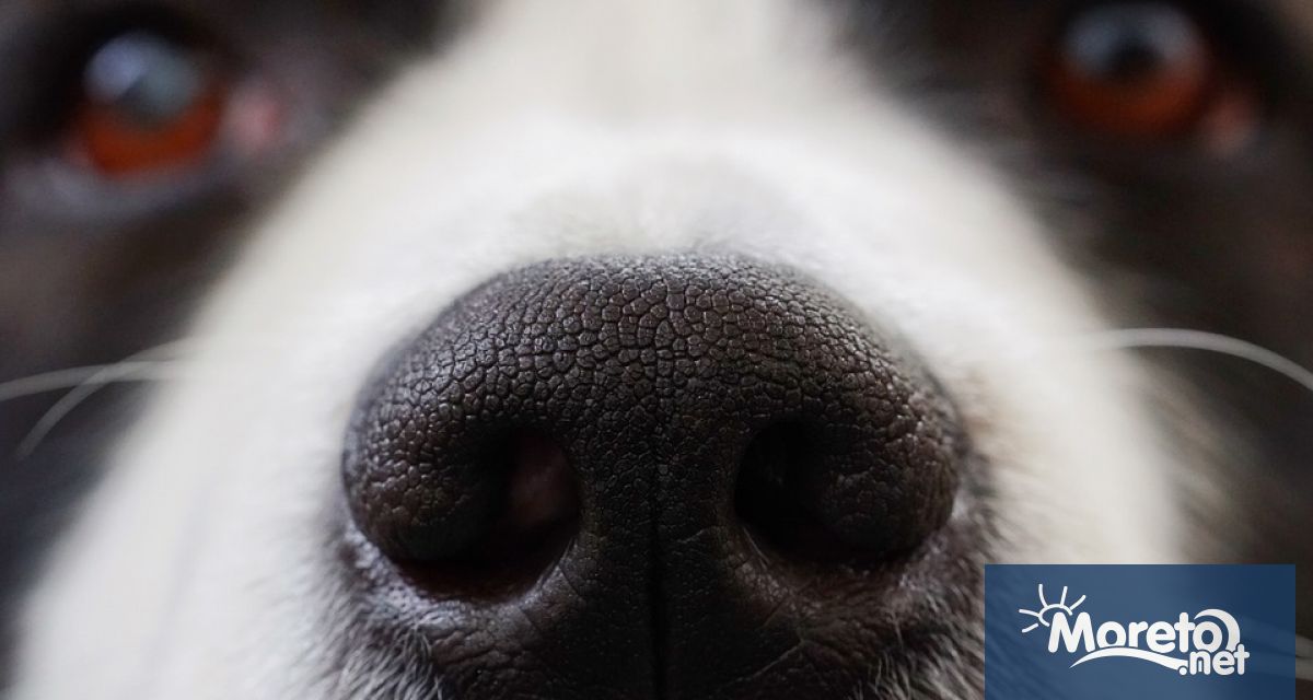 Брутален инцидент пред детска градина в кв Враждебна в София