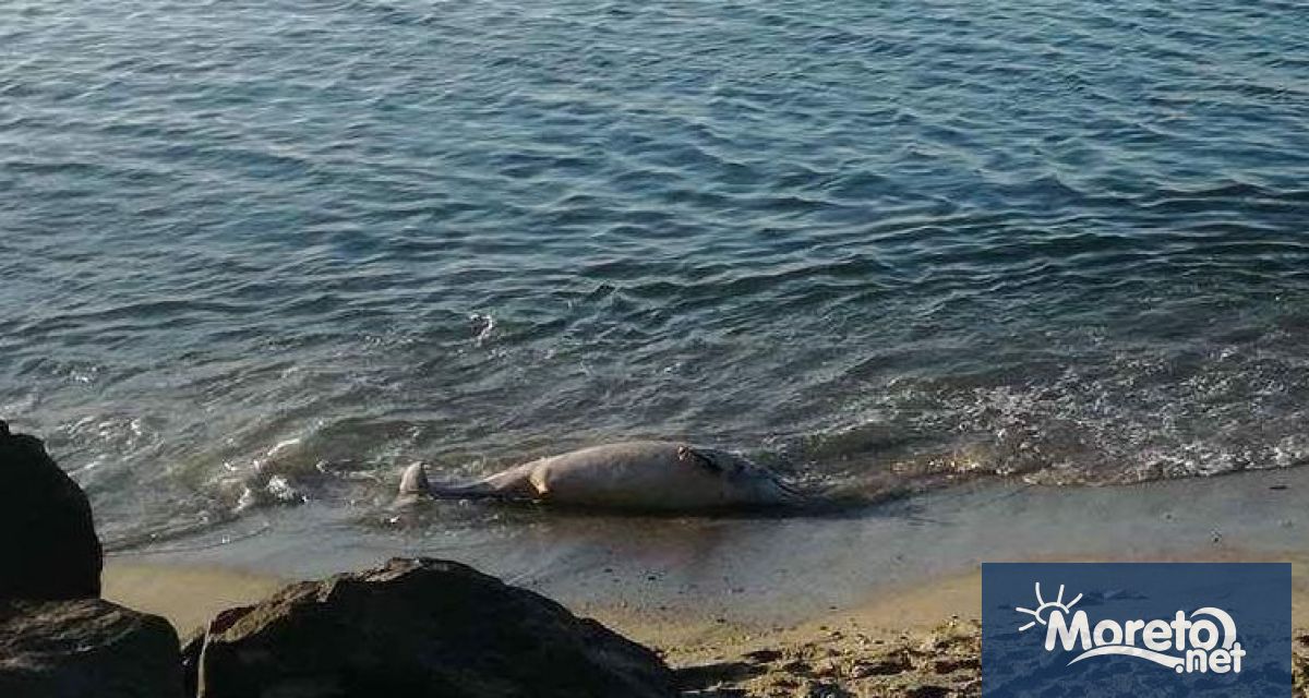 Близо 60 сигнала за мъртви делфини по Северното Черноморие са
