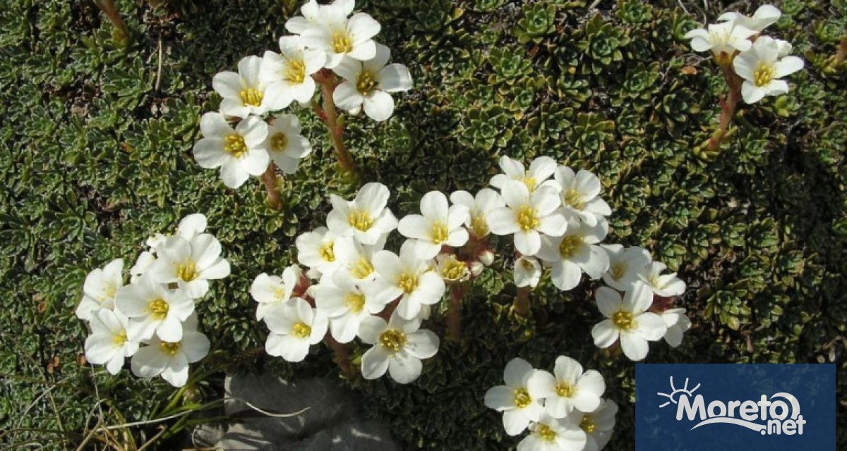 На 25 март – Благовещение Община Варна стартира конкурс за