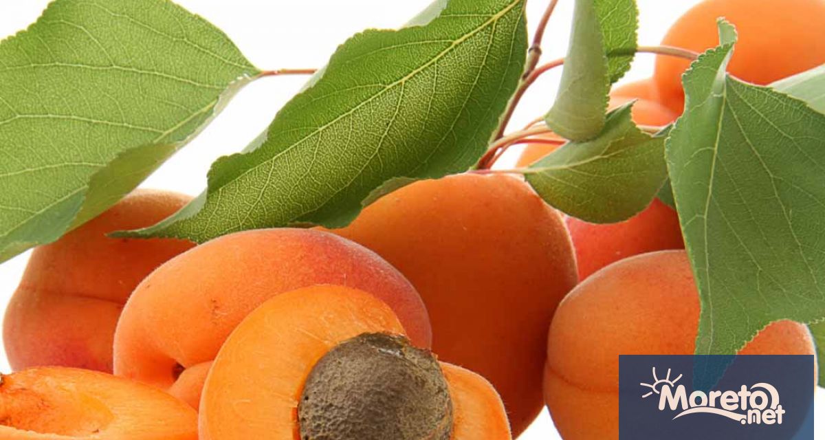 В разгара на лятото сергиите по варненските пазари са отрупани