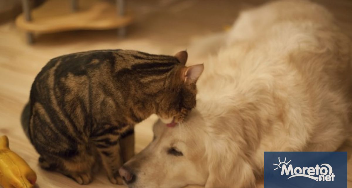 290 кучета и котки са спасени от фондация Animal Hope