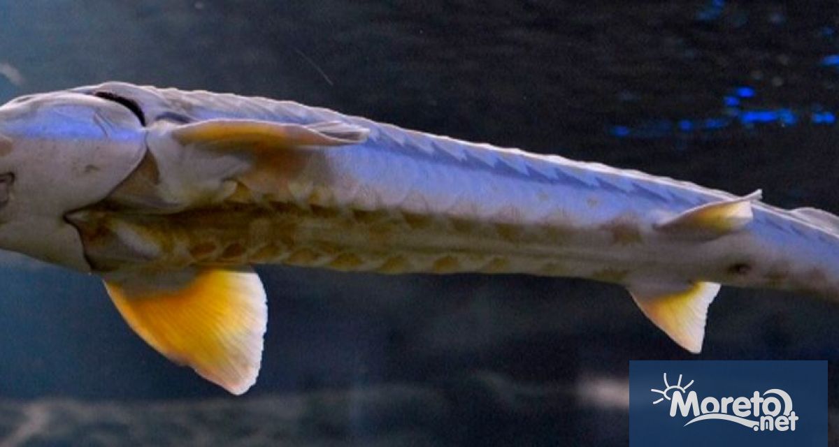 Трансгранична инициатива MonStur за наблюдение и опазване на есетрите стартира