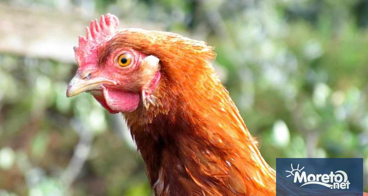 На днешно заседание на Областната епизоотична комисия са набелязани мерки