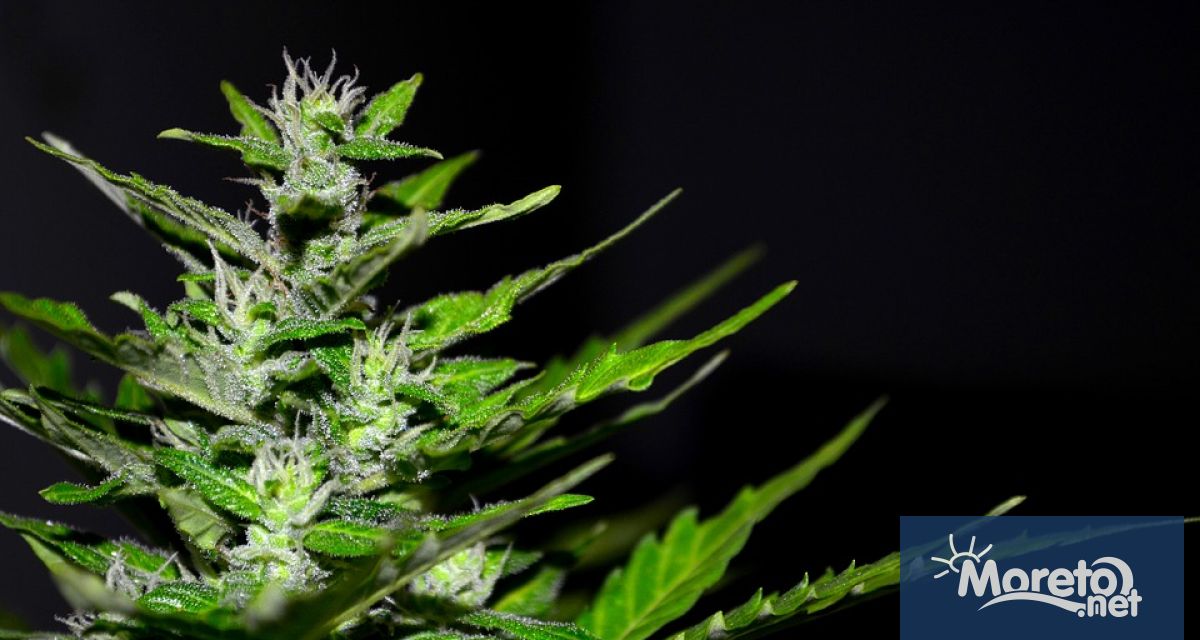 Варненската полиция разкри наркооранжерия в частен имот в село Калиманци