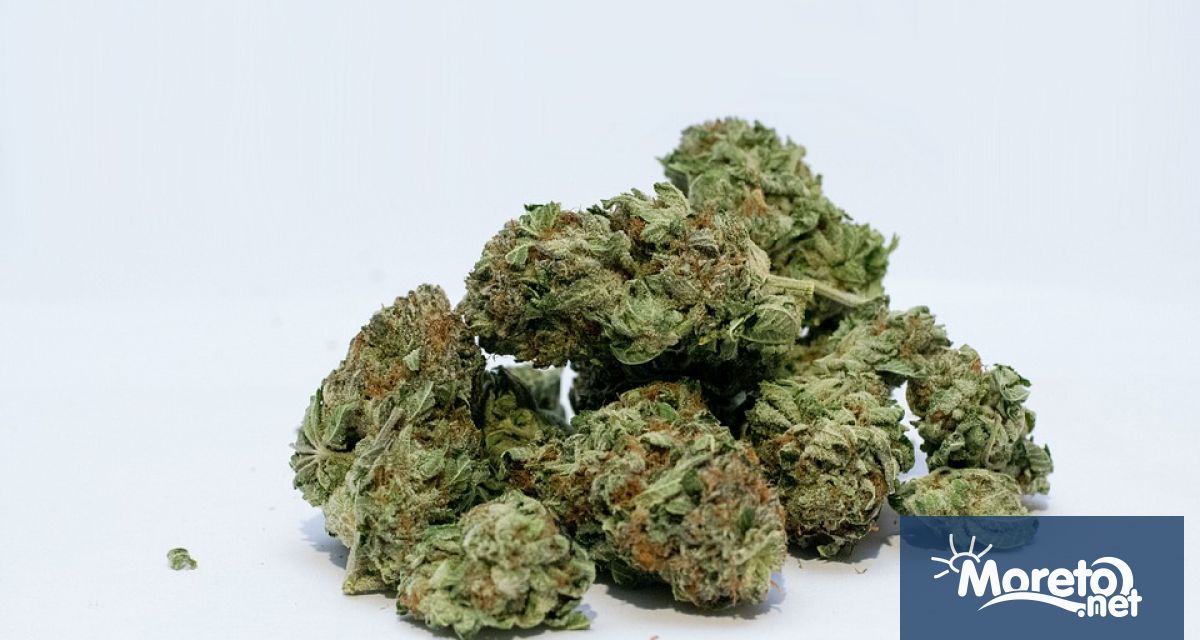 Испанската полиция съобщи днес че е иззела 32 тона канабис