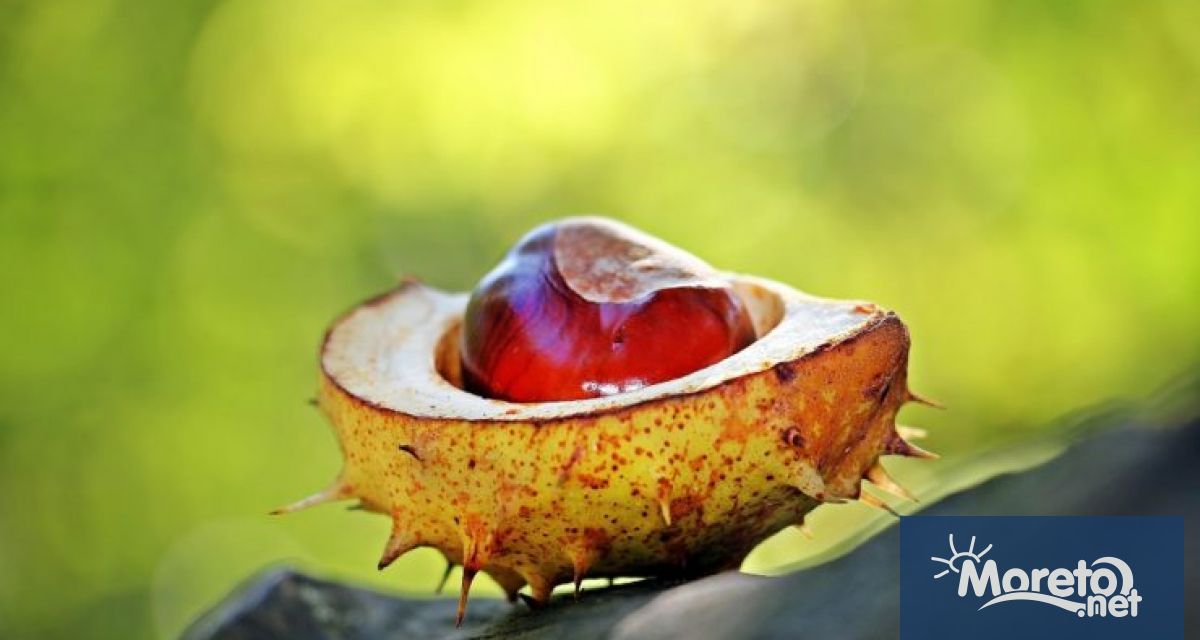 Служители на Общинско предприятие Дезинфекция дезинсекция дератизация ДДД ще извършат