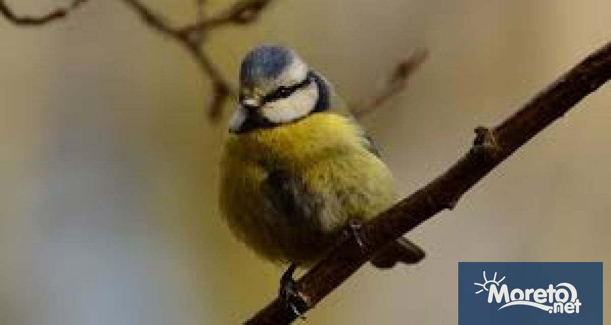 Над 900 скорци домашни врабчета и синигери са наблюдавани в