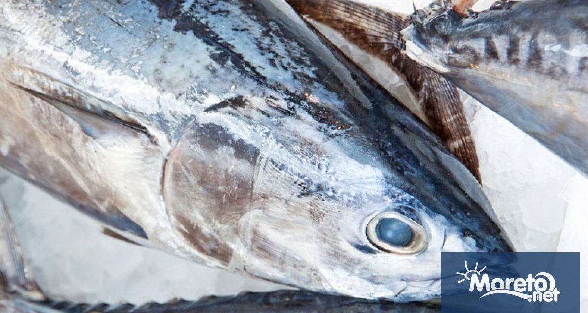 Японска компания плати рекордните 510 милиона йени приблизително 3 25