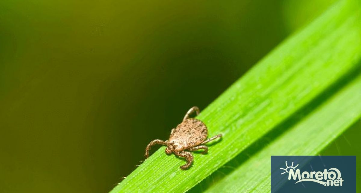 Увеличава се броят на ухапаните от кърлежи във Варна и