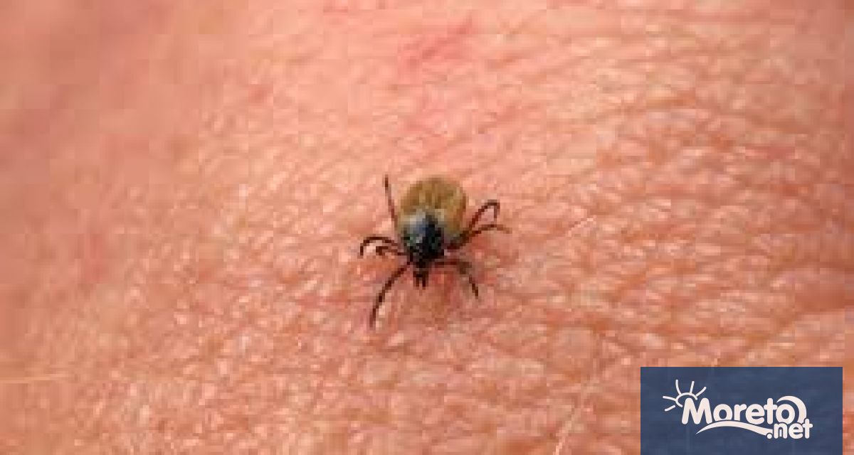 Местата където има най голямо струпване на кърлежи са гъста растителност