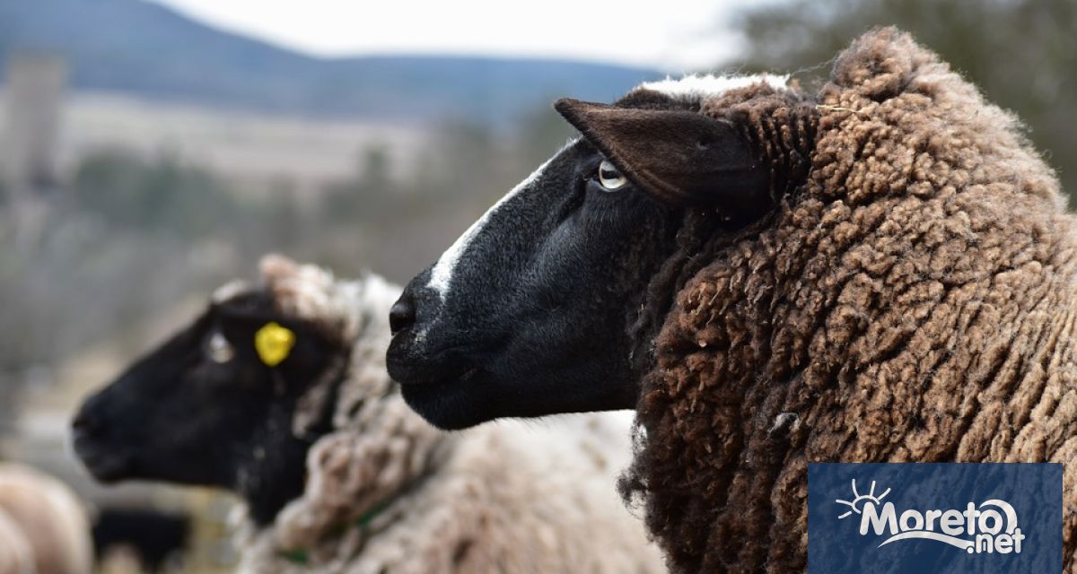 Установено е ново първично възникнало огнище на шарка по дребните