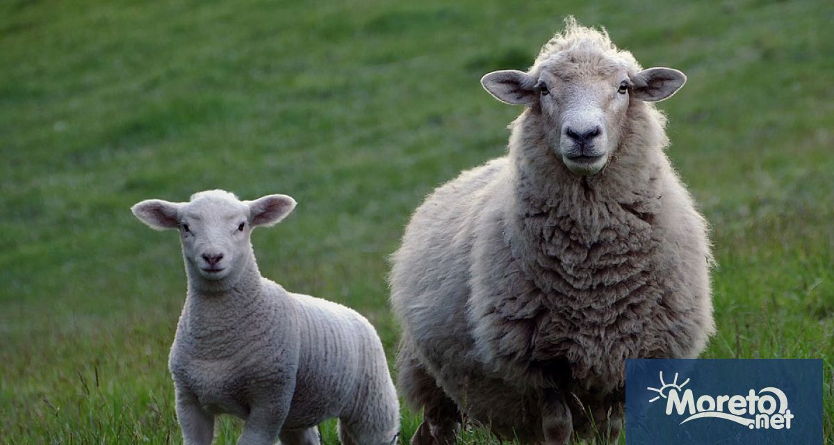 Китай забрани вноса на овце кози домашни птици и еднокопитни