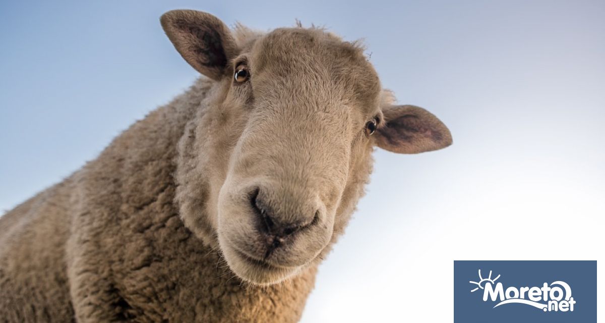 Изпълнителният директор на Българската агенция по безопасност на храните БАБХ