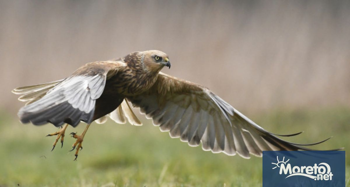 Днес отбелязваме Международния ден на биоразнообразието Той се отбелязва ежегодно