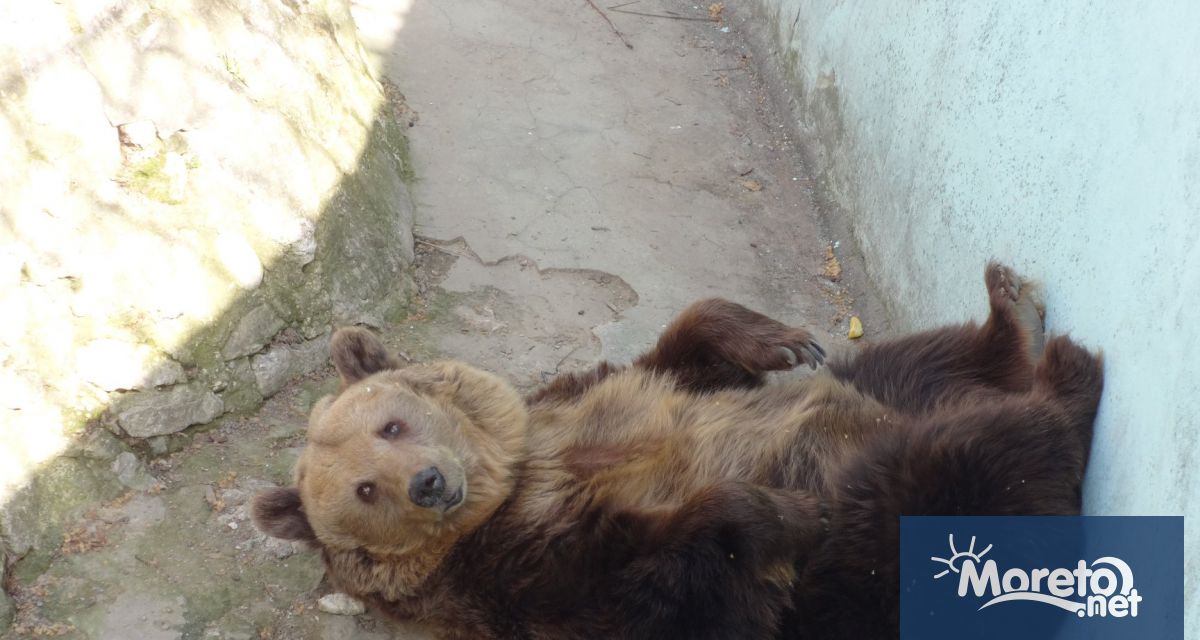 Мечката Свобода във варненския зоокът вече се готви за зимния