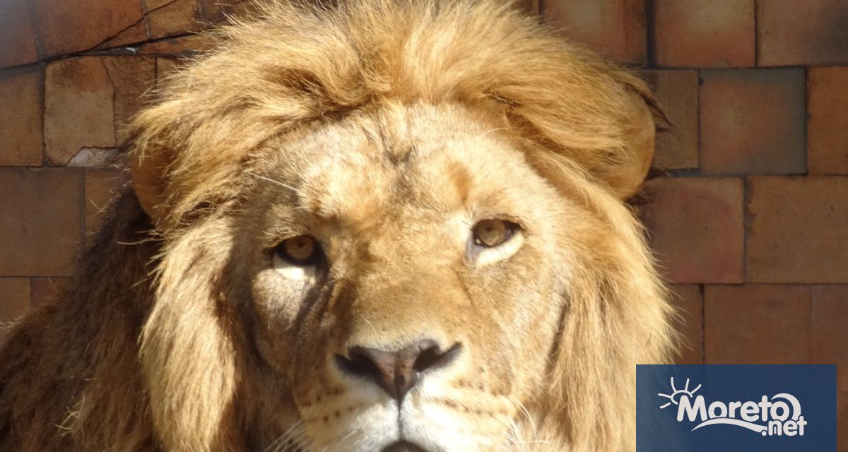 На 10 август се отбелязва Световния ден на лъва Група