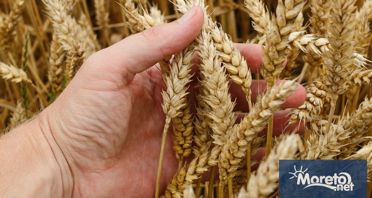 Украйна е категорично против по нататъшни ограничения върху износа на зърно
