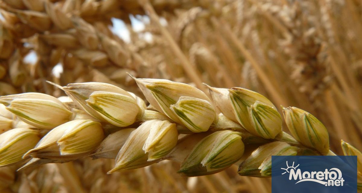България също обмисля да забрани вноса на украинско зърно Това