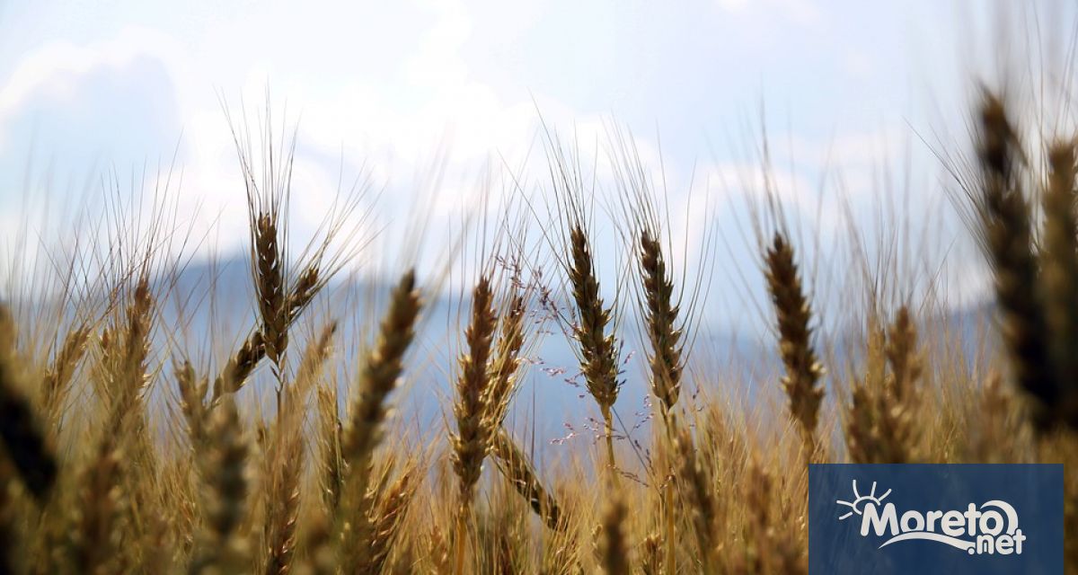 Индия защити решението си да забрани износа на пшеница след