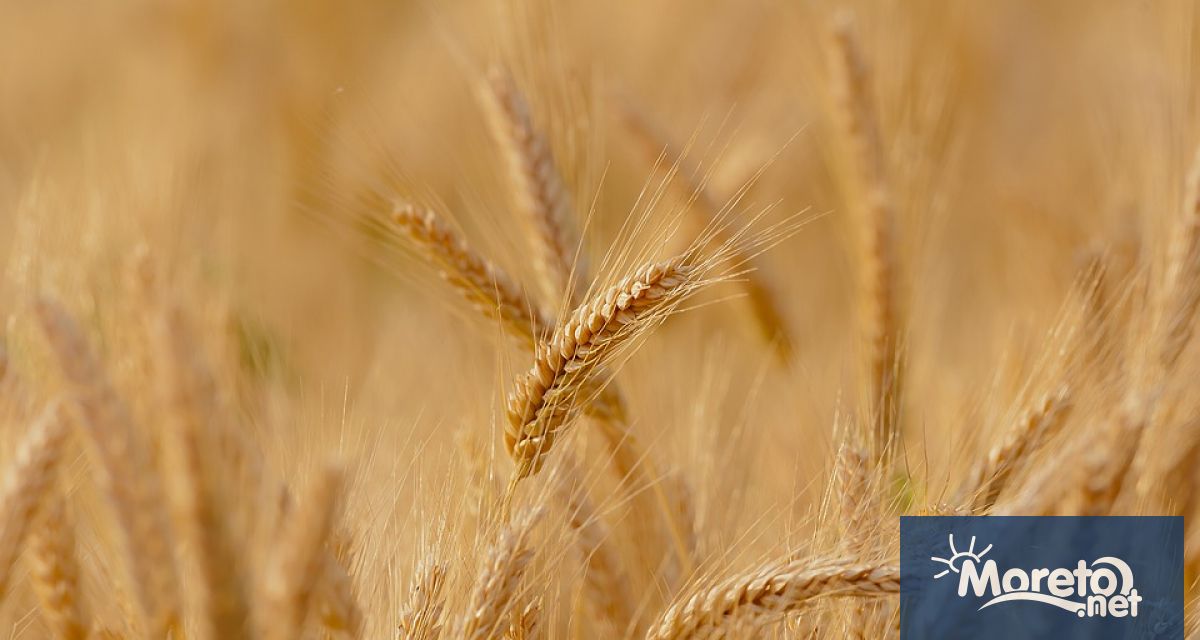 На 23 01 23 г цените на пшеницата на борсата в Париж