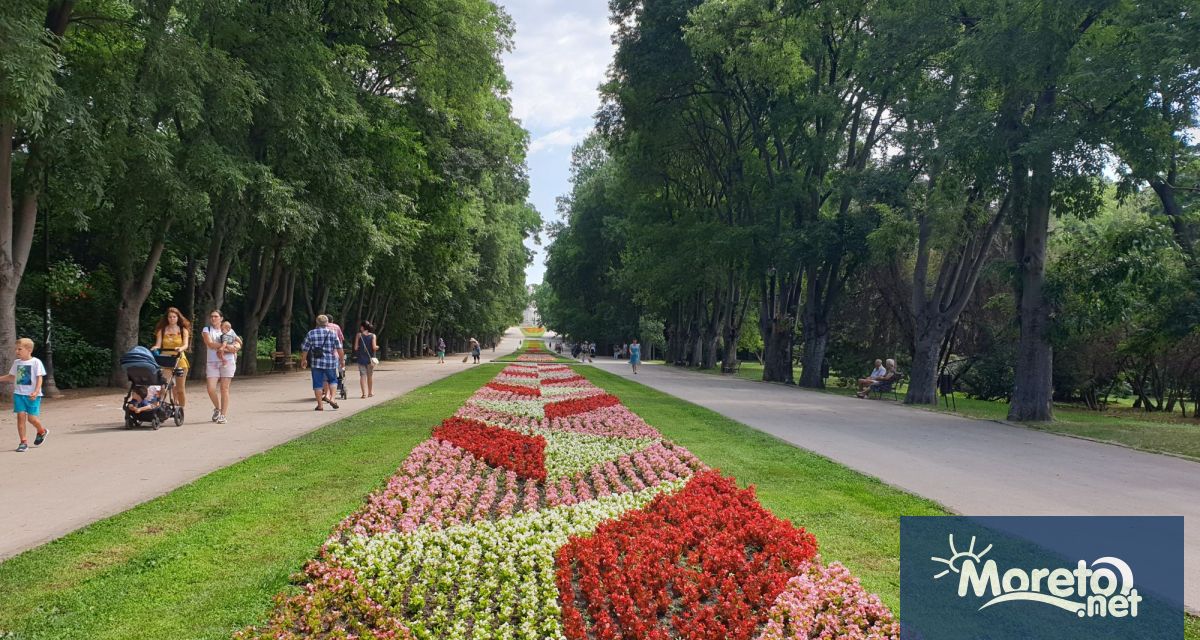 Днес 24 август е премахнато опасно дърво от вида Копривка