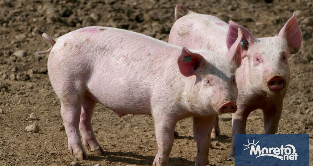 Българската агенция по безопасност на храните БАБХ констатира огнище на