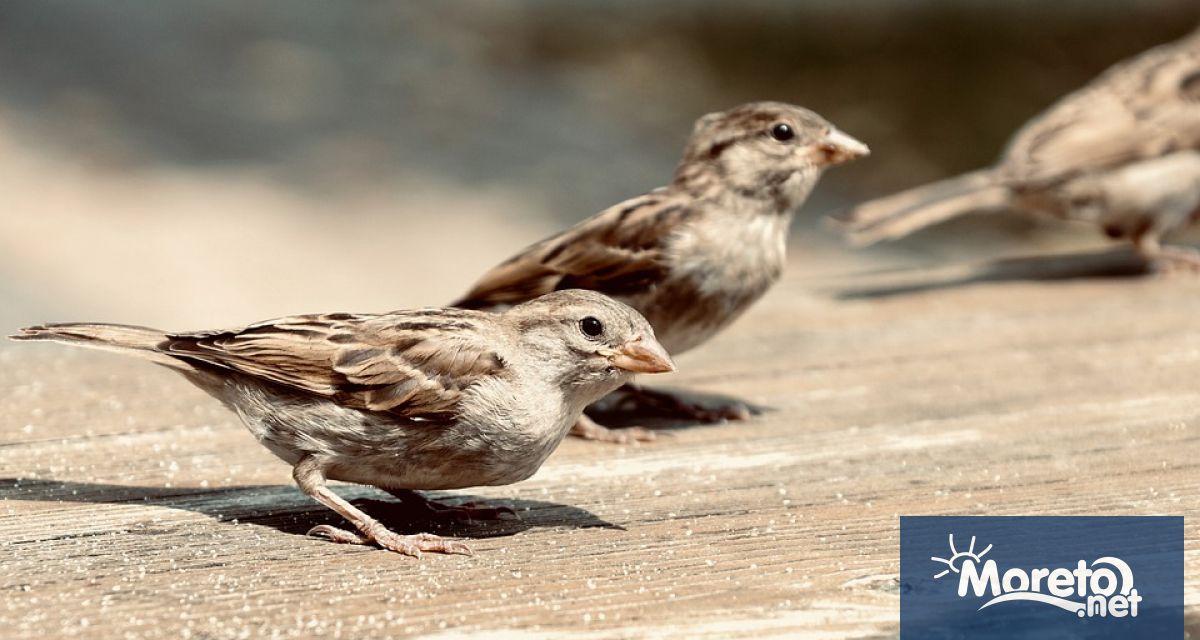 Тази събота – 3 май за девета поредна година ще