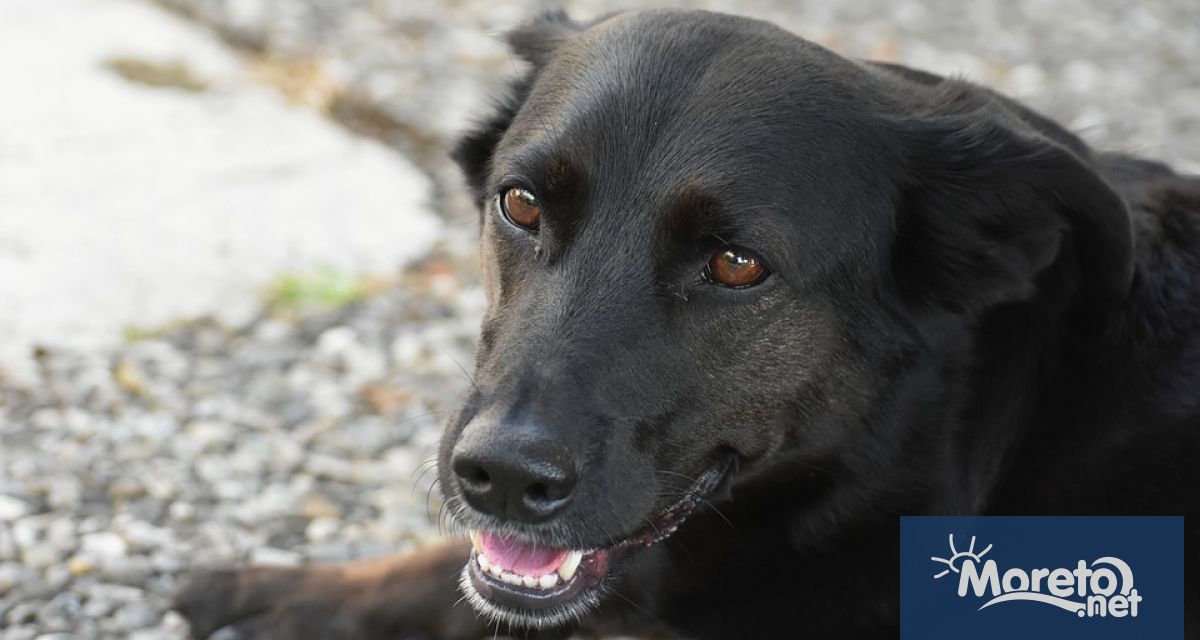 48 кучета настанени в Общинския приют за безстопанствени кучета в