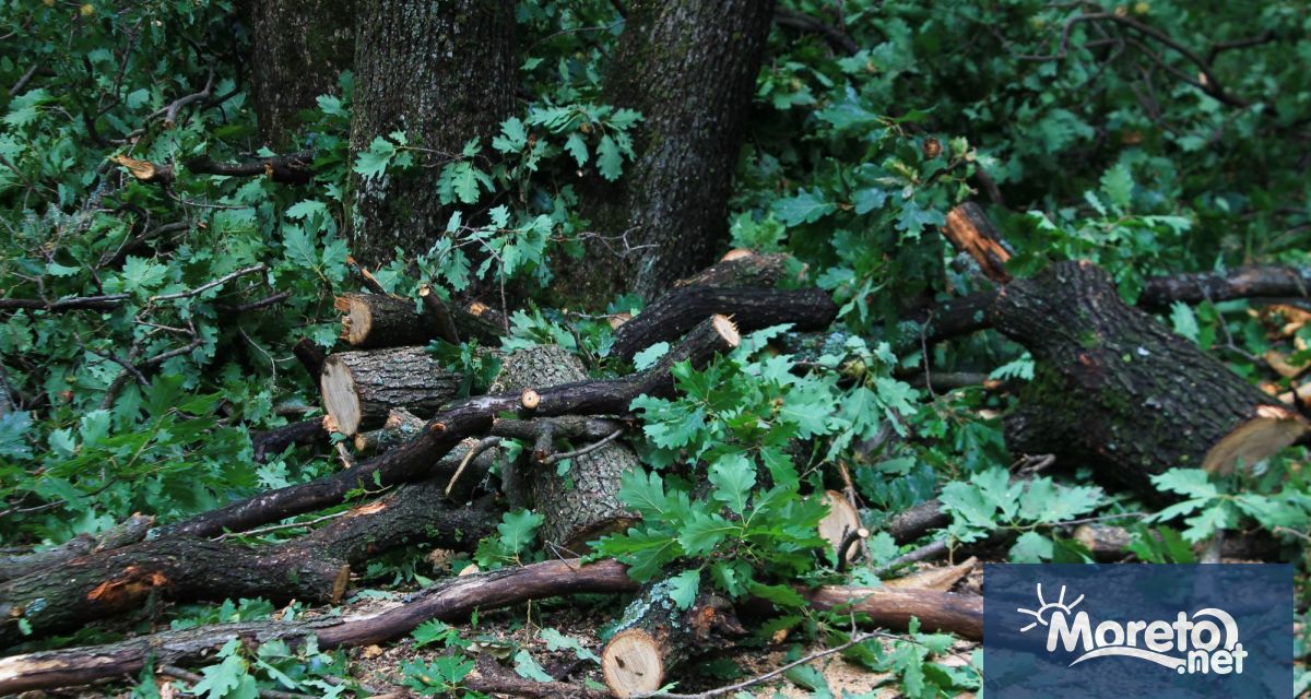 Необходимо е съдействието на общините собственици на гори от които