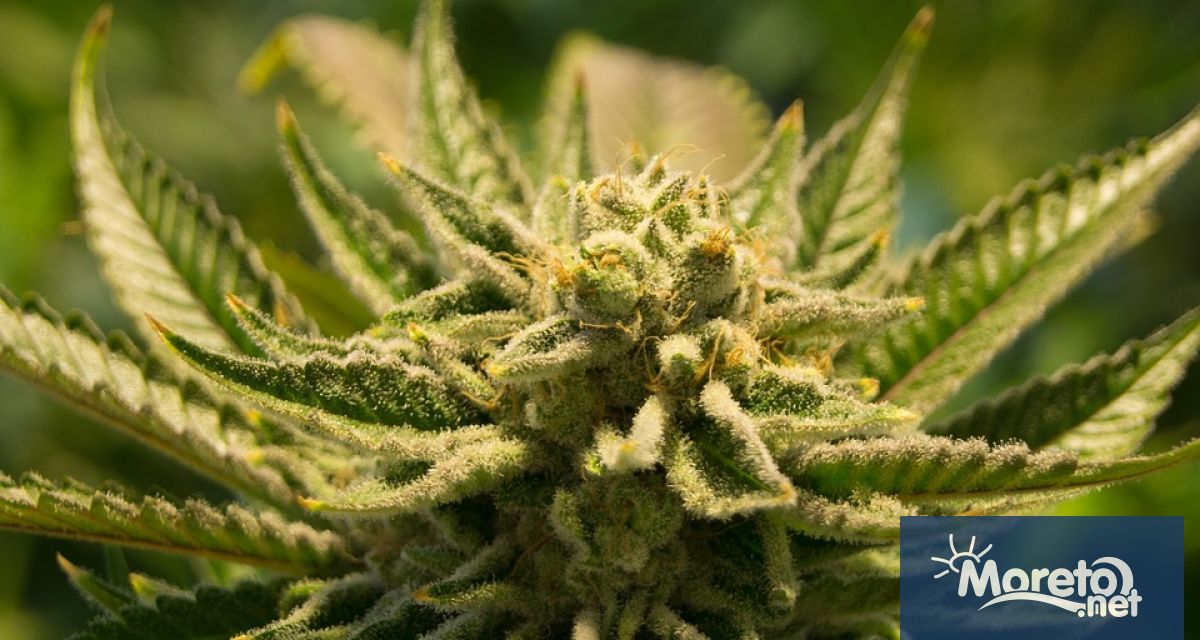 Талибаните обявиха забрана за отглеждане на коноп или канабис в