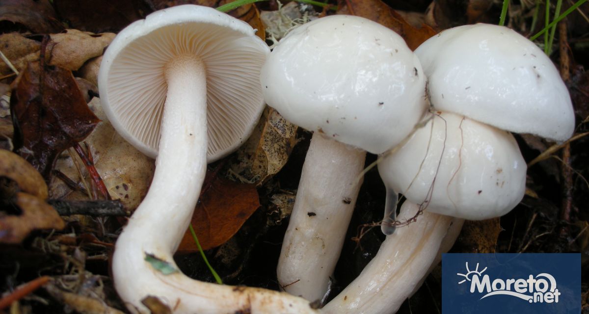 Шестима души са приети в спешното отделение на МБАЛ–Шумен през