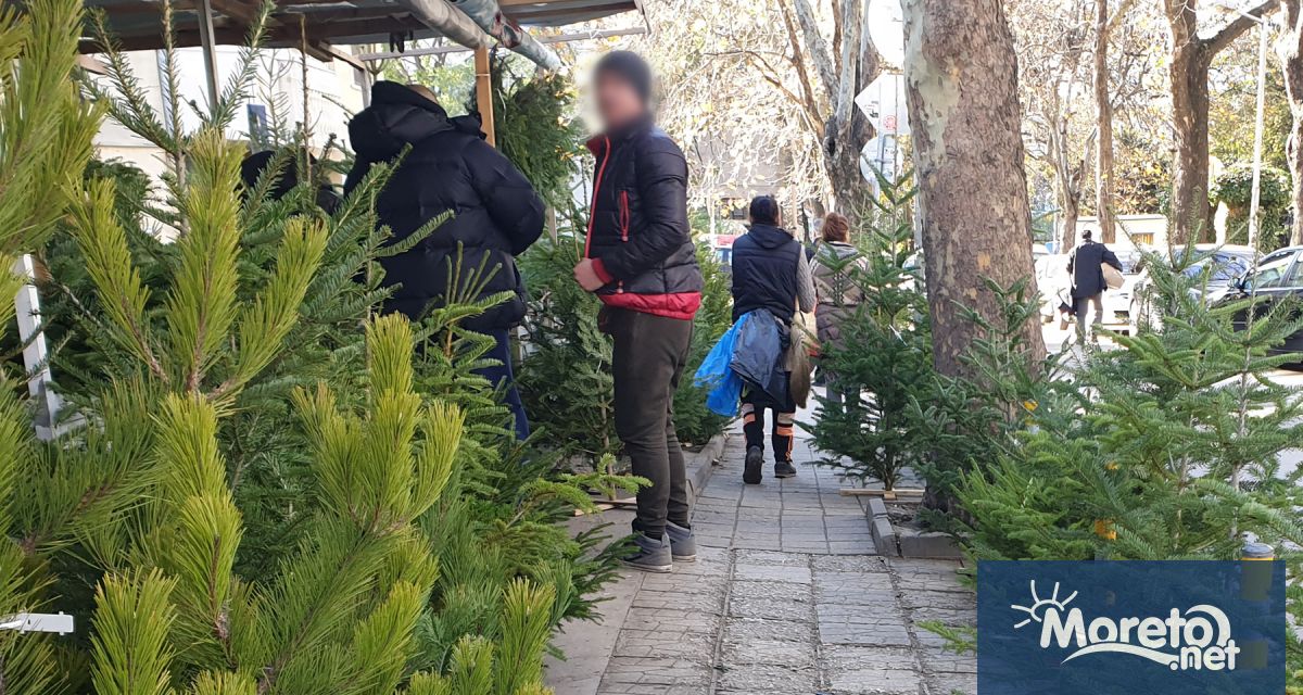 И в последния момент продажбата на живи елхи във Варна