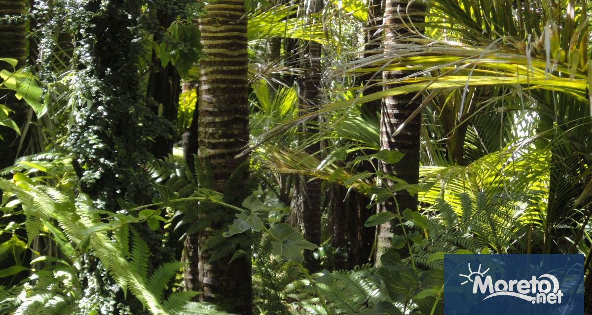 Обезлесяването в бразилската част на Амазония е намаляло с 34