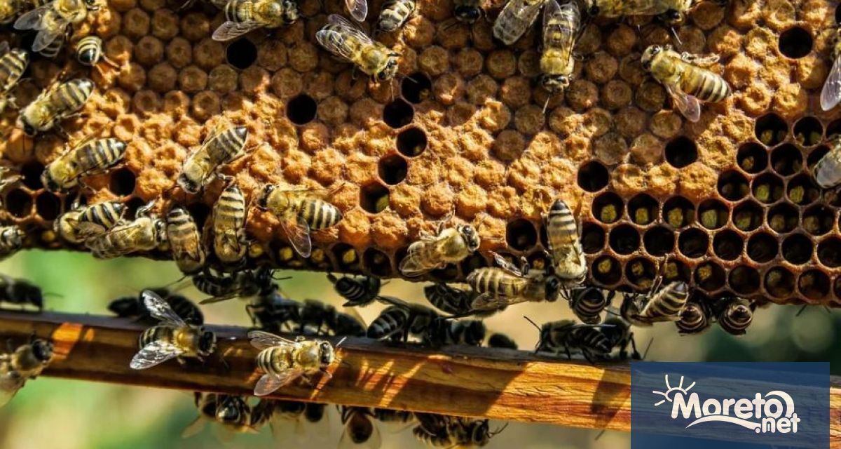 От днес 6 юни 2024 г започва приемът на заявления