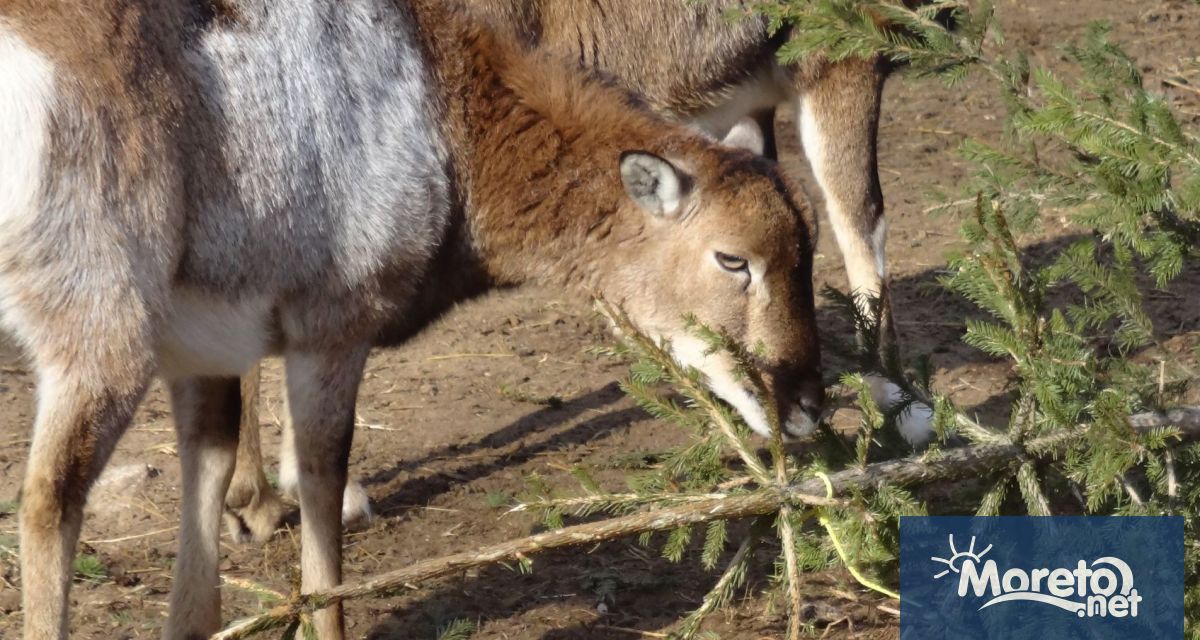 Всеки който тази година ще украси живо дръвче да го