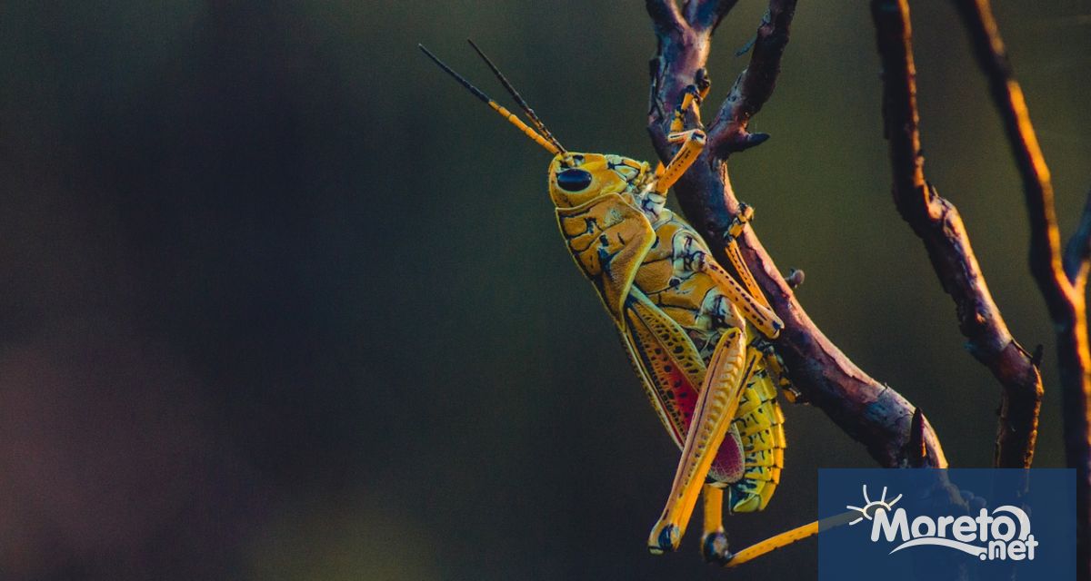 Учените са доказали че с помощта на обонянието си скакалците