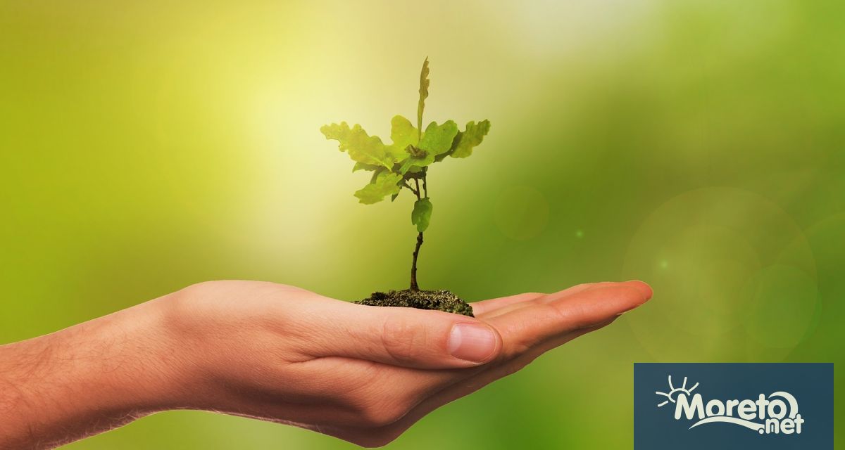 Инициативата Гората бг ще подари 15 000 плодни медоносни и горски