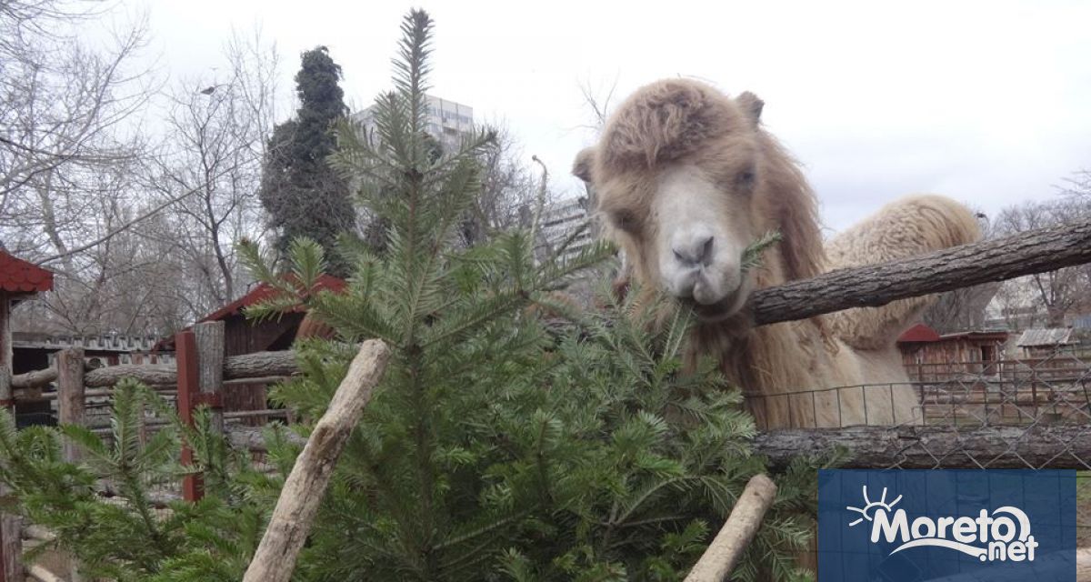 Знаете ли че за коледно дръвче по традиция се използва