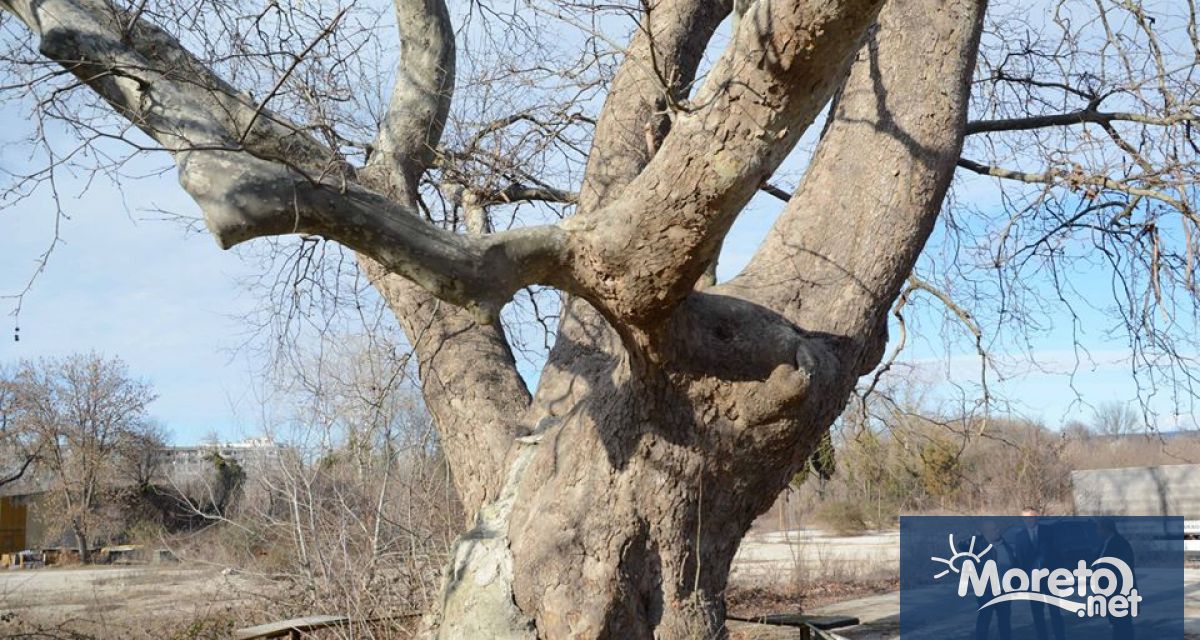 Вековният чинар в Аспарухово зае първо място в конкурса Дърво