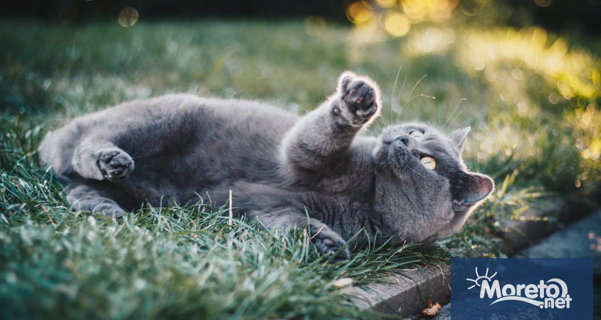 На 8 август отблелязваме Международния ден на котката Празникът на най предпочитания