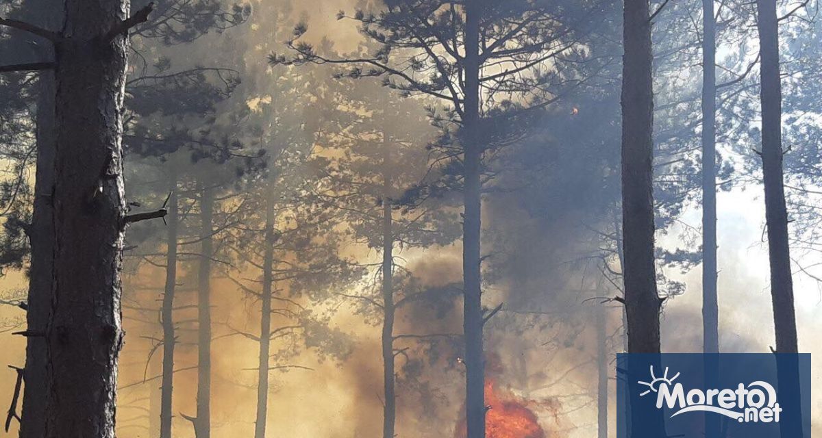 Горският пожар който бушува от началото на седмицата на канарския