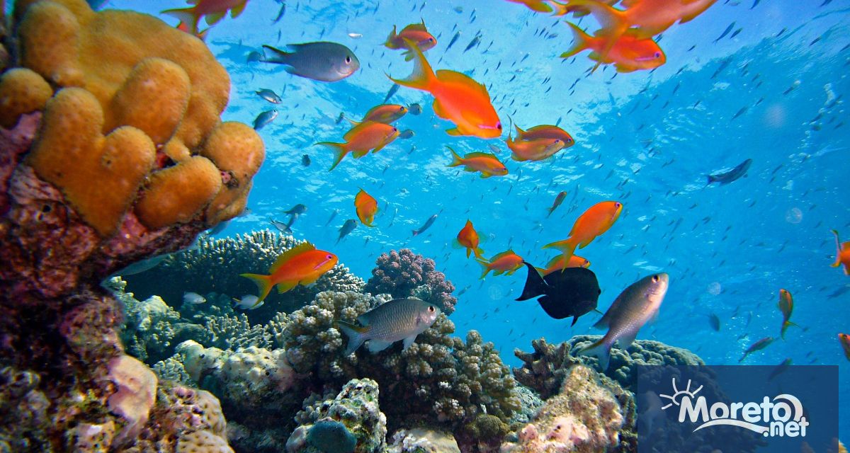 Неизвестен досега коралов риф беше открит край бреговете на Галапагоските