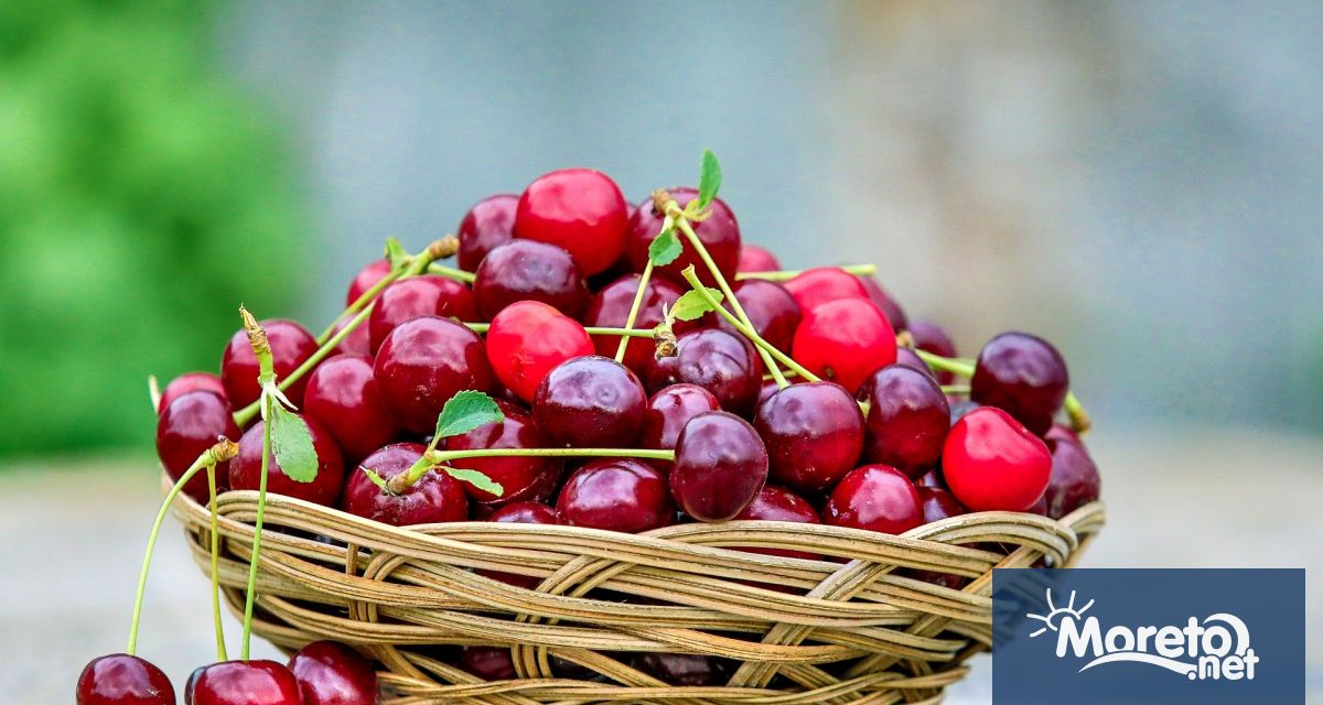 Стопаните в Сливенско вече берат череши като тази година плодовете
