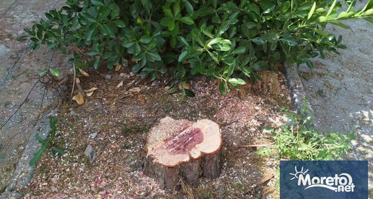 Община Варна подготвя нов електронен регистър на зелената система който