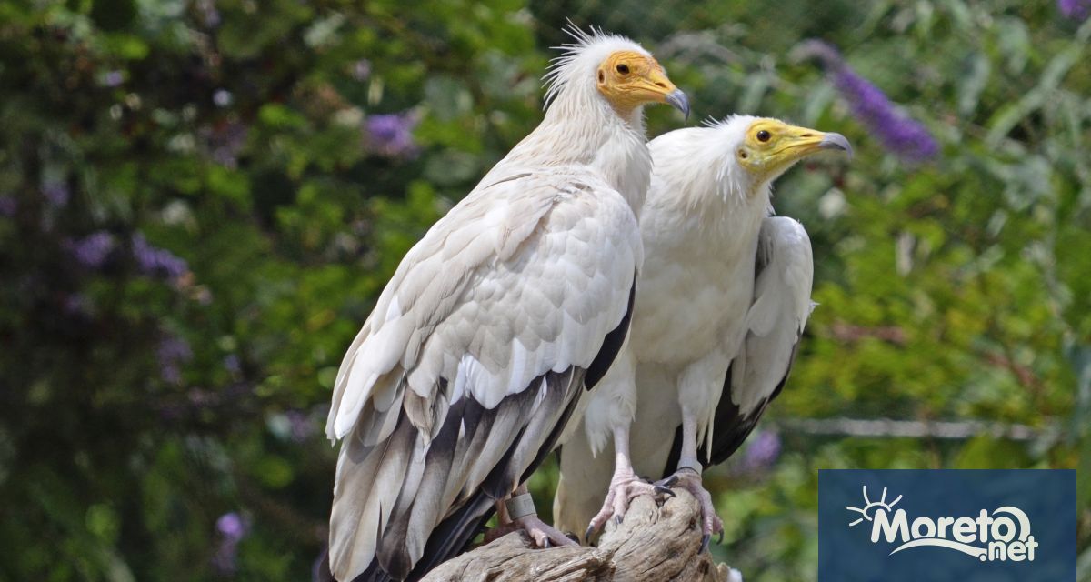 Два египетски лешояда са открити отровени в Източните Родопи съобщиха
