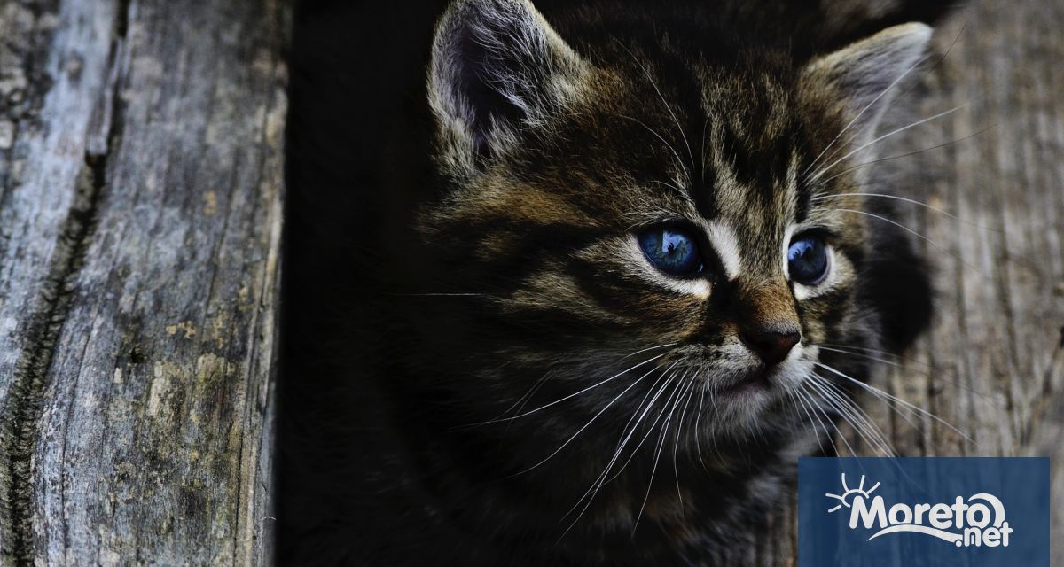 318 души са изправени пред съда за насилие срещу животни