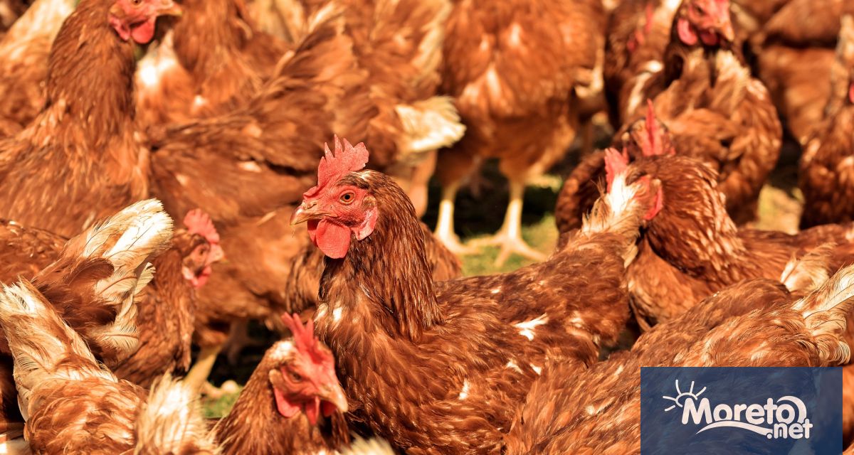 Българската агенция по безопасност на храните БАБХ обяви огнище на